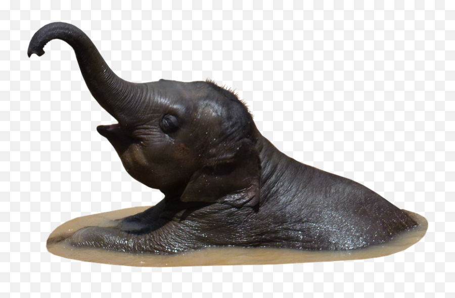 Free Photo Bathe Mammal Baby Elephant - Indian Elephant Emoji,Pbs Elephant Emotions