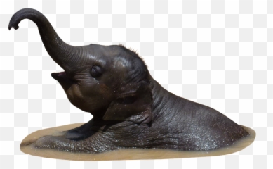 Free Photo Bathe Mammal Baby Elephant - Indian Elephant Emoji,Pbs Elephant Emotions
