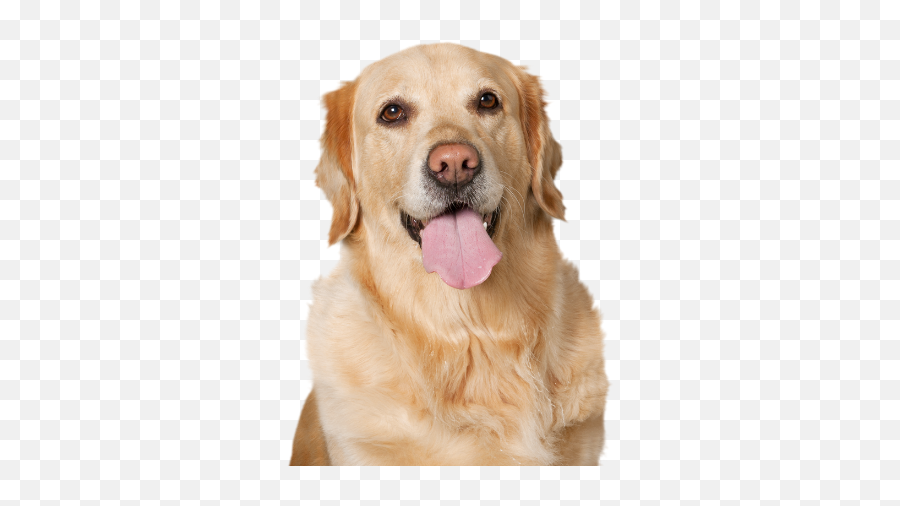 Golden Retriever Rescue Of Wisconsin Emoji,Send Your Friends Cute Cream Labrador Retriver Emojis