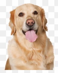 Golden Retriever Rescue Of Wisconsin Emoji,Send Your Friends Cute Cream Labrador Retriver Emojis