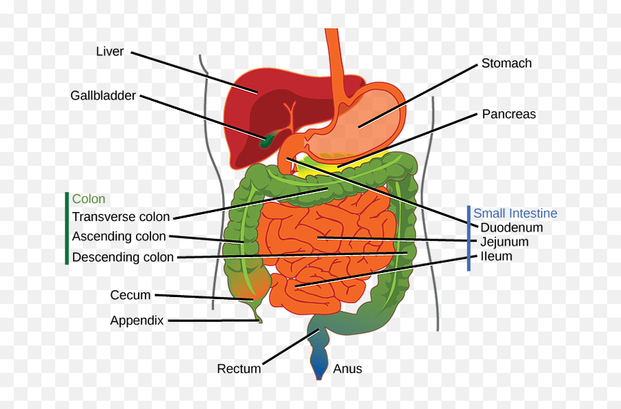 The Center Of Energy In The Body - Digestive System Science Emoji,Positive Emotions Of The Organs