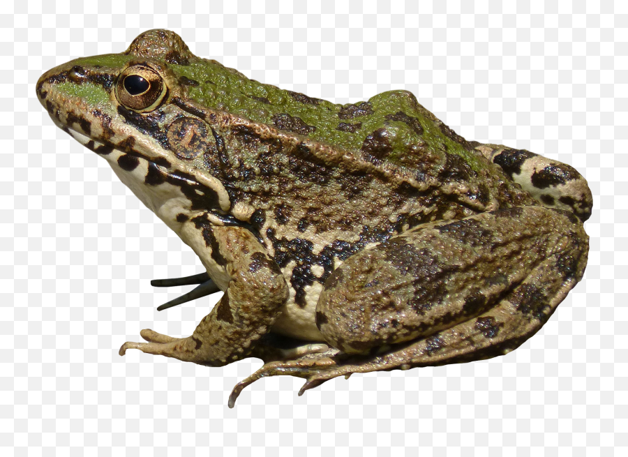 Amazing Frog Image Png Transparent - Frog Png Emoji,Mexican Frog Emoticon
