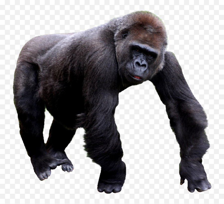 Gorilla Png Transparent Picture - Transparent Gorilla Png Emoji,Where Is The Gorilla Emoji