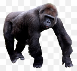 Gorilla Png Transparent Picture - Transparent Gorilla Png Emoji,Where Is The Gorilla Emoji