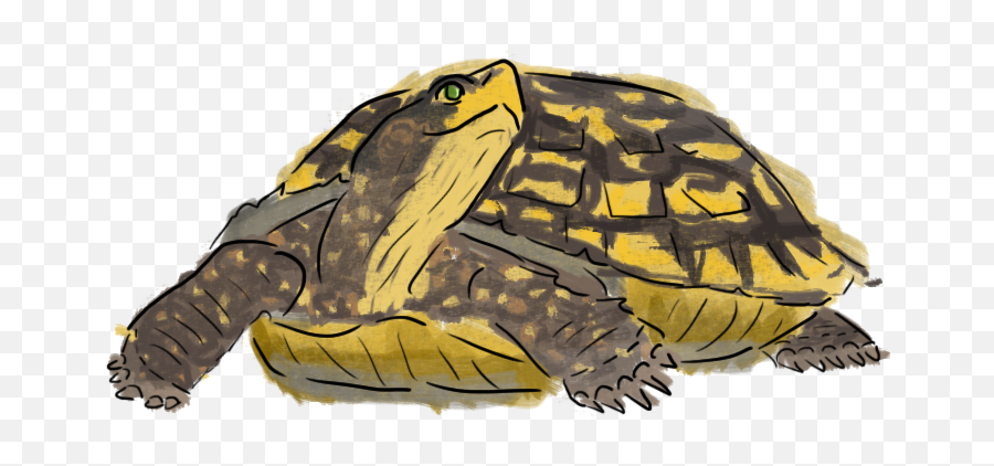 Download I Think That The Moral Of This Fable Is That Being - Tortoise Emoji,Sea Turtle Emoji