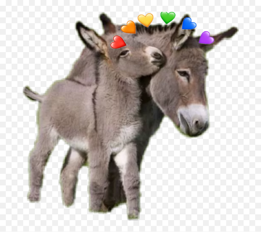 Donkey Sticker Challenge On Picsart Emoji,Small Emoji Of A Donkey