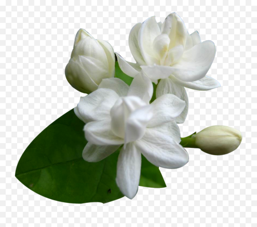 Jasmine Flower Png Jasmine Flower Png Transparent Free For - Flower Jasmine Png Emoji,Boquet Emoji