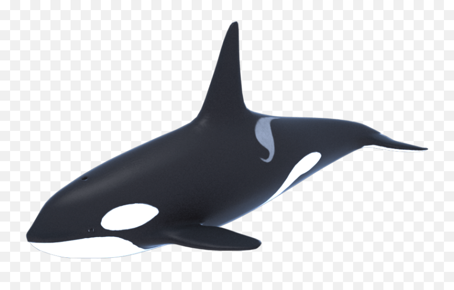 Clip Art Killer Whale Cetacea Vector - 3d Orca Emoji,Killer Whale Emoji