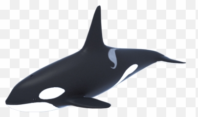 Clip Art Killer Whale Cetacea Vector - 3d Orca Emoji,Killer Whale Emoji