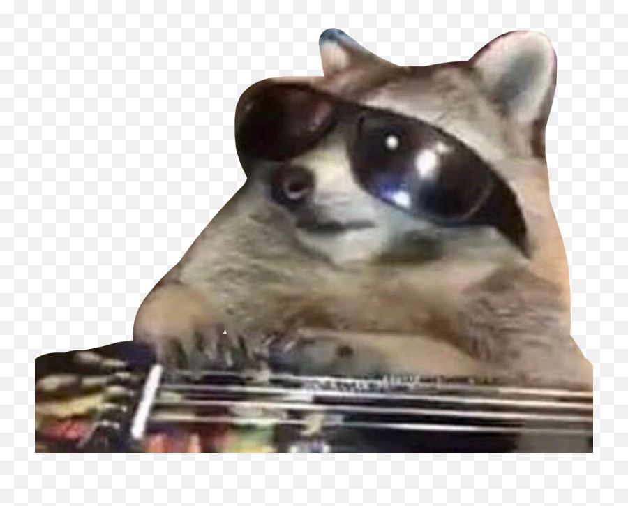 Raccoon Meme Sunglasses Sticker By Jasminehvme1 - Raccoon Meme Emoji,Raccoon Emoticon Text