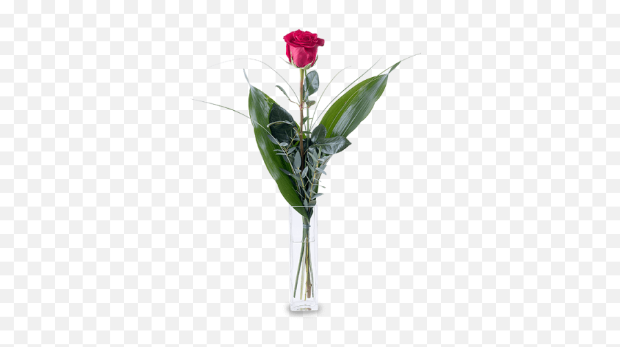 Single Red Rose Flowers Png - Quanto Costa Una Rosa Dal Fioraio Emoji,Girlsaskguys Emoticon