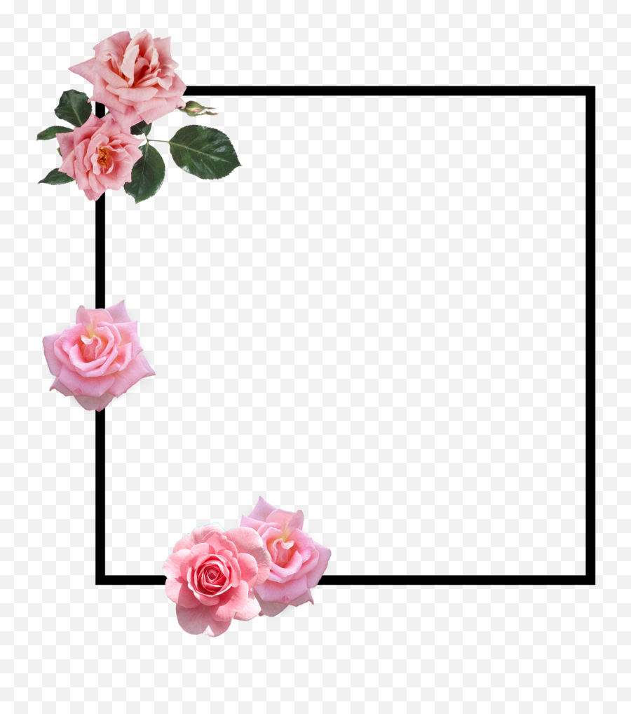 Rose Roseborder Border Pinkrose Sticker Emoji,Pink Rose Emoji