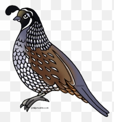 Clipart Panda - Free Clipart Images Quail Clipart Emoji,Emoticon Carátula
