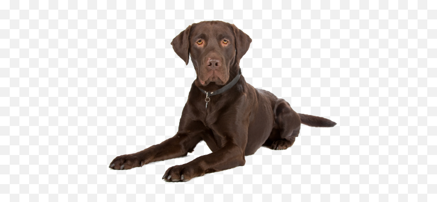 Labrador Retriever Puppies For Sale In - Martingale Emoji,Send Your Friends Cute Cream Labrador Retriver Emojis
