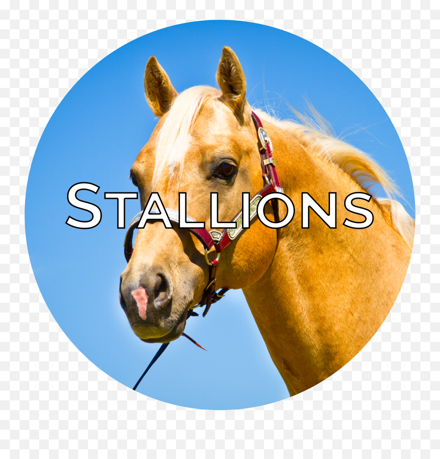 Bailey Horse Company Emoji,Horse Nose Emotion