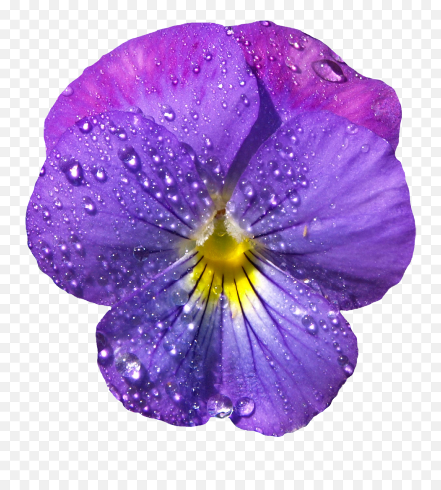 Violet Flower Png Violet Flower Png - Clip Art Emoji,Violet Flower Emoji