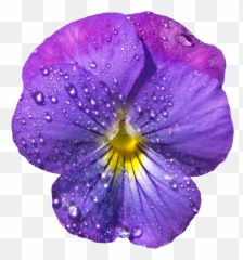Violet Flower Png Violet Flower Png - Clip Art Emoji,Violet Flower Emoji