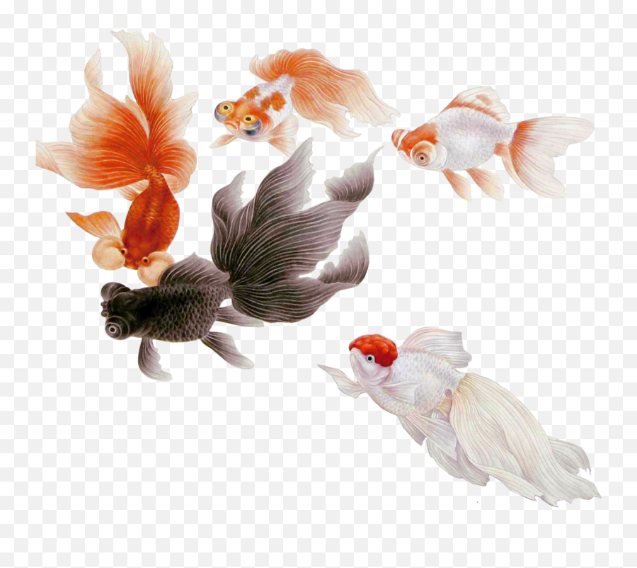 Popular And Trending Koi Stickers Emoji,Fosh Feather Emotions