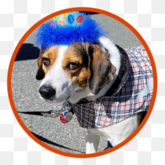 Home - Nh Dog Walking Club Emoji,Reservoir Dogs Human Emotion