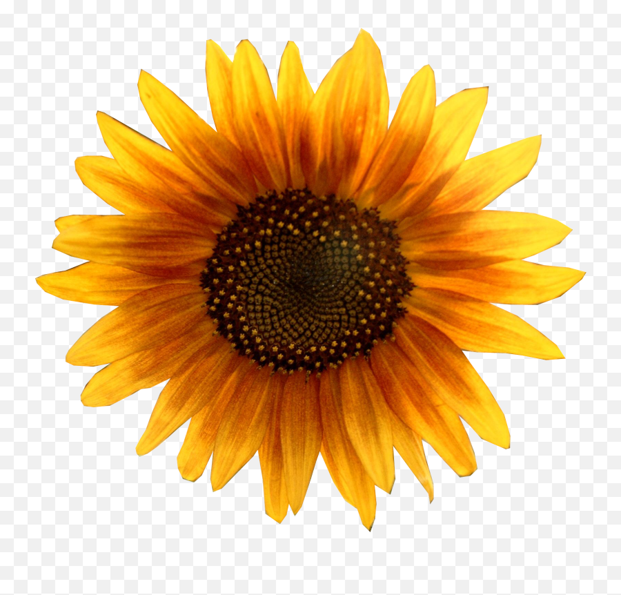 Aesthetic Sunflower Png Tumblr - Largest Wallpaper Portal Sunflower Vector Emoji,Sunflower Emoticon