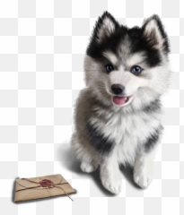 Chiens - Page 2 Emoji,Pomsky Emoji