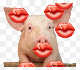 Funny Animal Blowing Kisses Page 1 - Line17qqcom Love You Gif Pig Emoji,Blow Kiss Gif Emoji