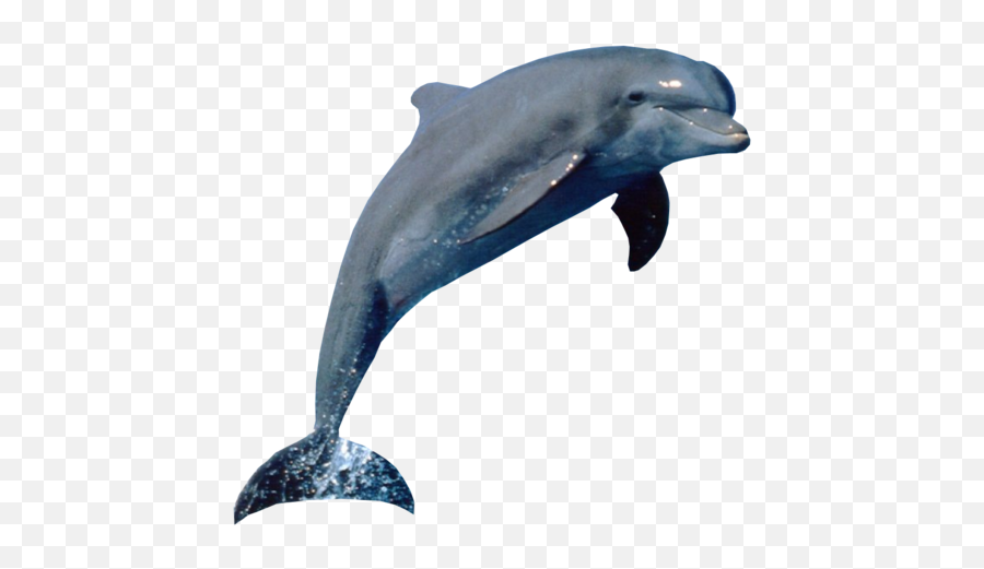 Dolphin Psd Official Psds - Dolphin Jumping Out Of Water Png Emoji,Dolphin Emoji