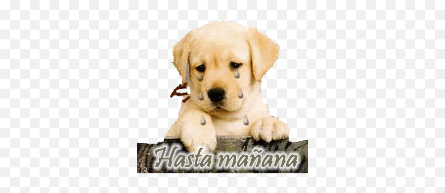 Sick Puppies Stickers For Android Ios - Golden Retriever Puppy Gif Transparent Emoji,Puppy Emoji