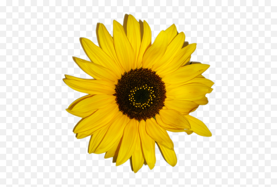 Paper Sunflower Hd Png Download - Yellow Sunflower Aesthetic Png Emoji,Sunflower Emoji