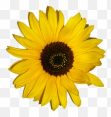 Paper Sunflower Hd Png Download - Yellow Sunflower Aesthetic Png Emoji,Sunflower Emoji