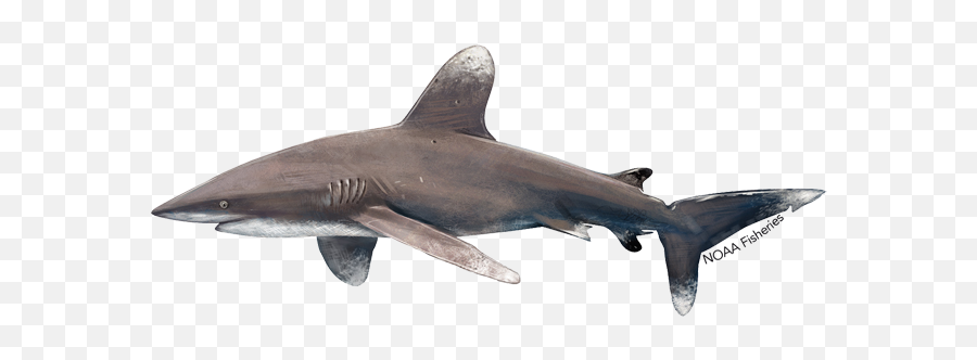 Oceanic Whitetip Shark - Drawing Oceanic Whitetip Shark Emoji,Shark Emoticon Depth