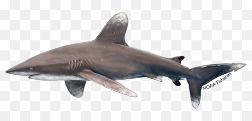 Oceanic Whitetip Shark - Drawing Oceanic Whitetip Shark Emoji,Shark Emoticon Depth