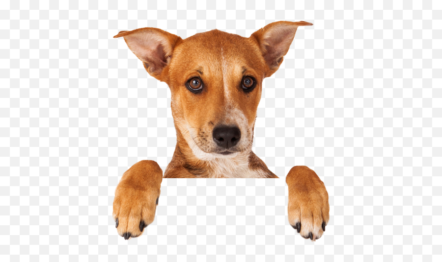Dog U0026 Cat Endoscopies In Scottsdale I Dvm Specialists - Group Of Dog And Cat Png Emoji,Dog Showing Emotion Tumblr