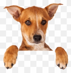 Dog U0026 Cat Endoscopies In Scottsdale I Dvm Specialists - Group Of Dog And Cat Png Emoji,Dog Showing Emotion Tumblr