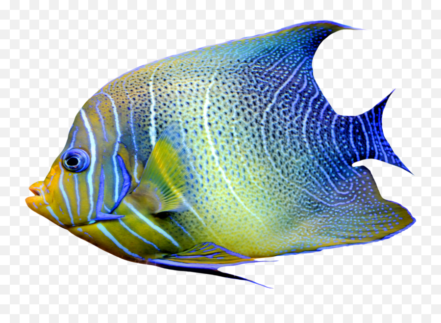 Fishes Png - Tropical Fish No Background Emoji,Tropical Fish Emoji