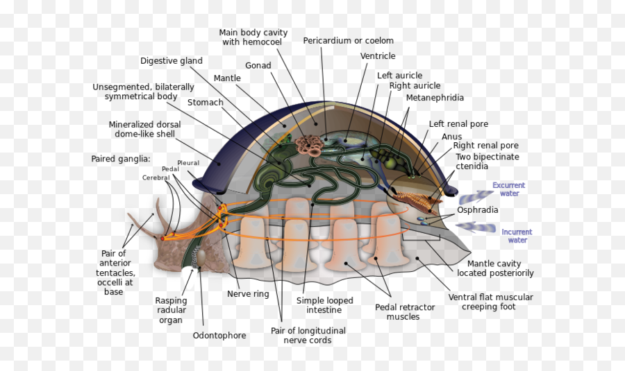 283e Phylum Mollusca - Biology Libretexts Emoji,Visceral &/or Emotions