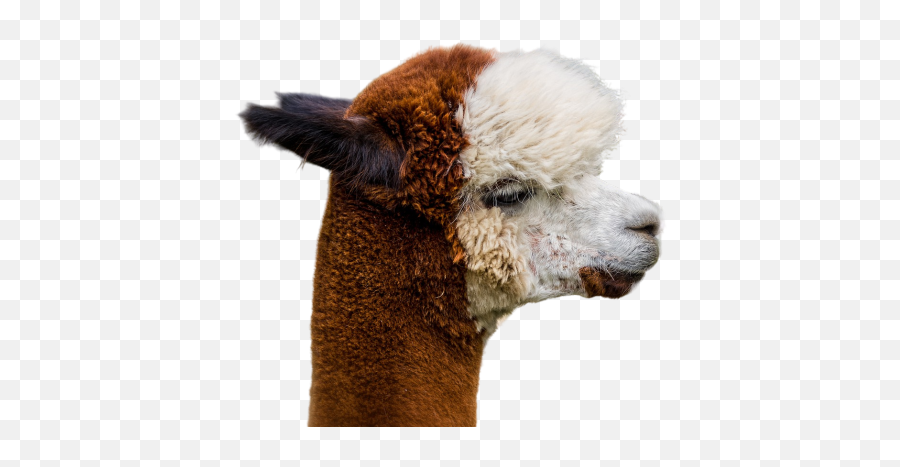 Alpaca Png Images Download Alpaca Png Transparent Image Emoji,Alpaca Emoji