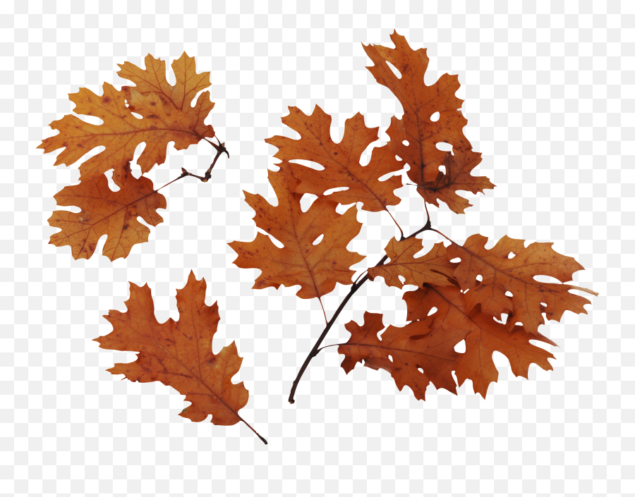 Falling Autumn Leaves Png Download Image Png Arts Emoji,Leaf Falling Emoji