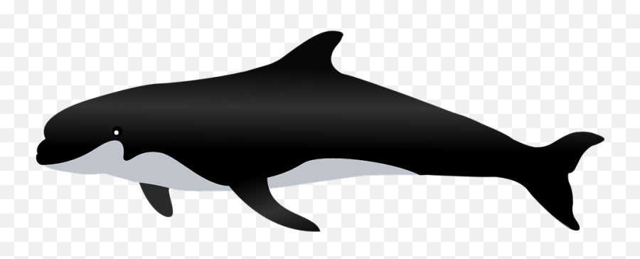 Free The Whale Whale Illustrations - Kahve Falnda Balina Görmek Emoji,Killer Whale Emoji