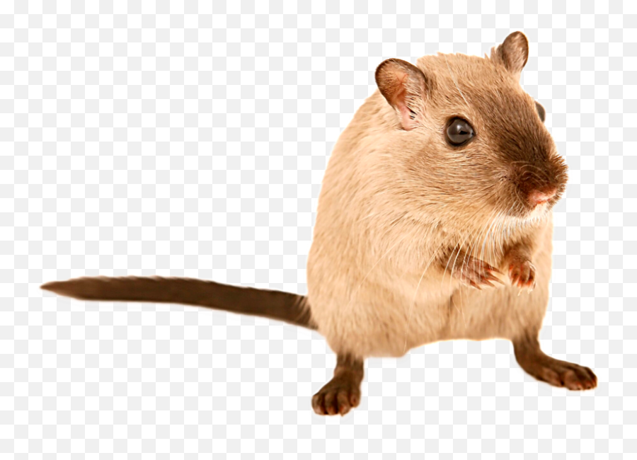 Animal Animals Pets Pet Mouse Rat Sticker By Proomo - Mouse Emoji,Hummus Emoji