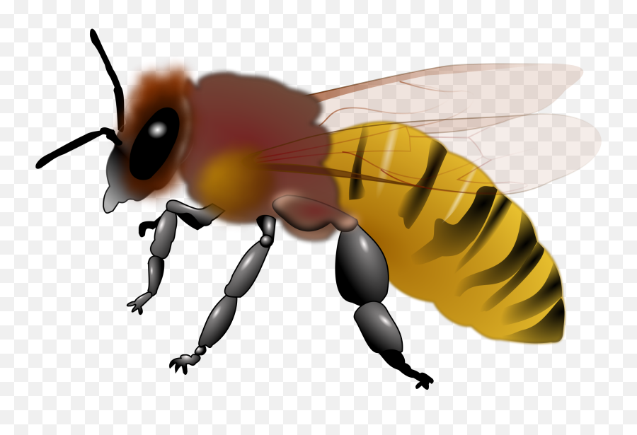 Honey Bee Clipart - Honey Bee Bee Clipart Emoji,Honey Bee Emoji
