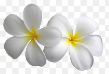 Plumeria Transparent Flowers Png - Transparent Background Frangipani Png Emoji,How To Make A Plumeria Emoticon On Facebook