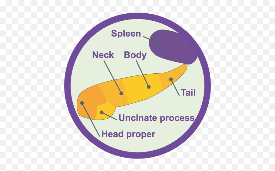 Pancreas - Language Emoji,Emotions Spleen Pancreas