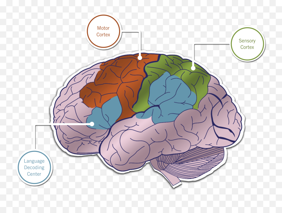 Museum Has Wonderful Stories To Tell - Brain Emoji,Using Wheel Of Emotion To Tell Storeis