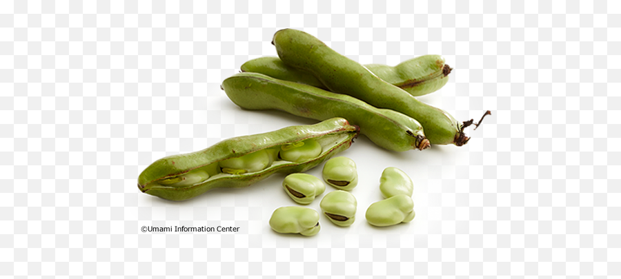 Fava Beans Umami Ingredients Umami Inspiration - Broad Bean Emoji,Umami The Fifth Emotion