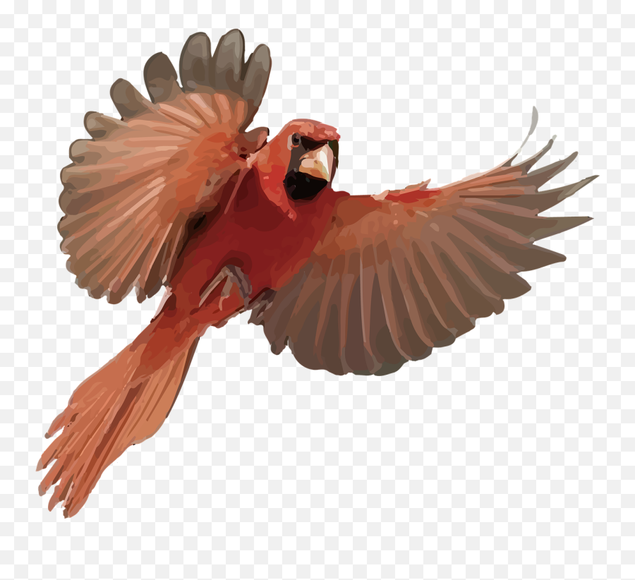 Cardinal Bird Emoji,Cardinal Bird Facebook Emoticon