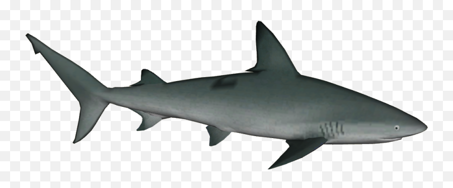 Sandbar Shark Tiger Shark Bull Shark Great White Shark - Hobby Lobby Shark Emoji,Pyong Red Fox Emoticons