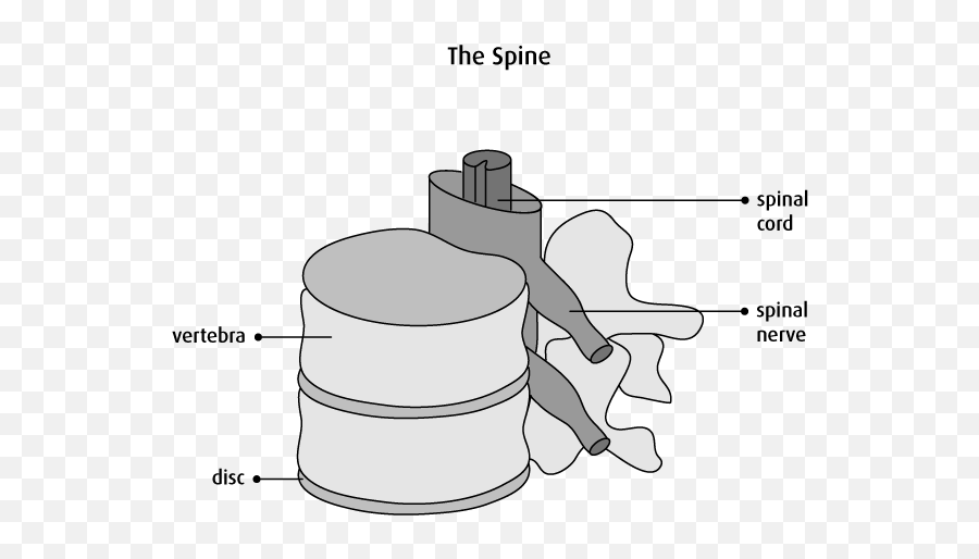 The Brain And Spinal Cord - Medula Espinal Dibujo Blanco Y Negro Emoji,What Nerves Control Emotions