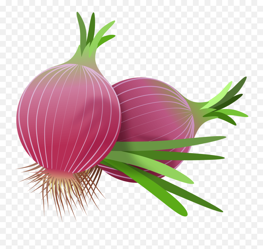 Red Onions Clipart - Onion Clipart Emoji,Onion Emoji