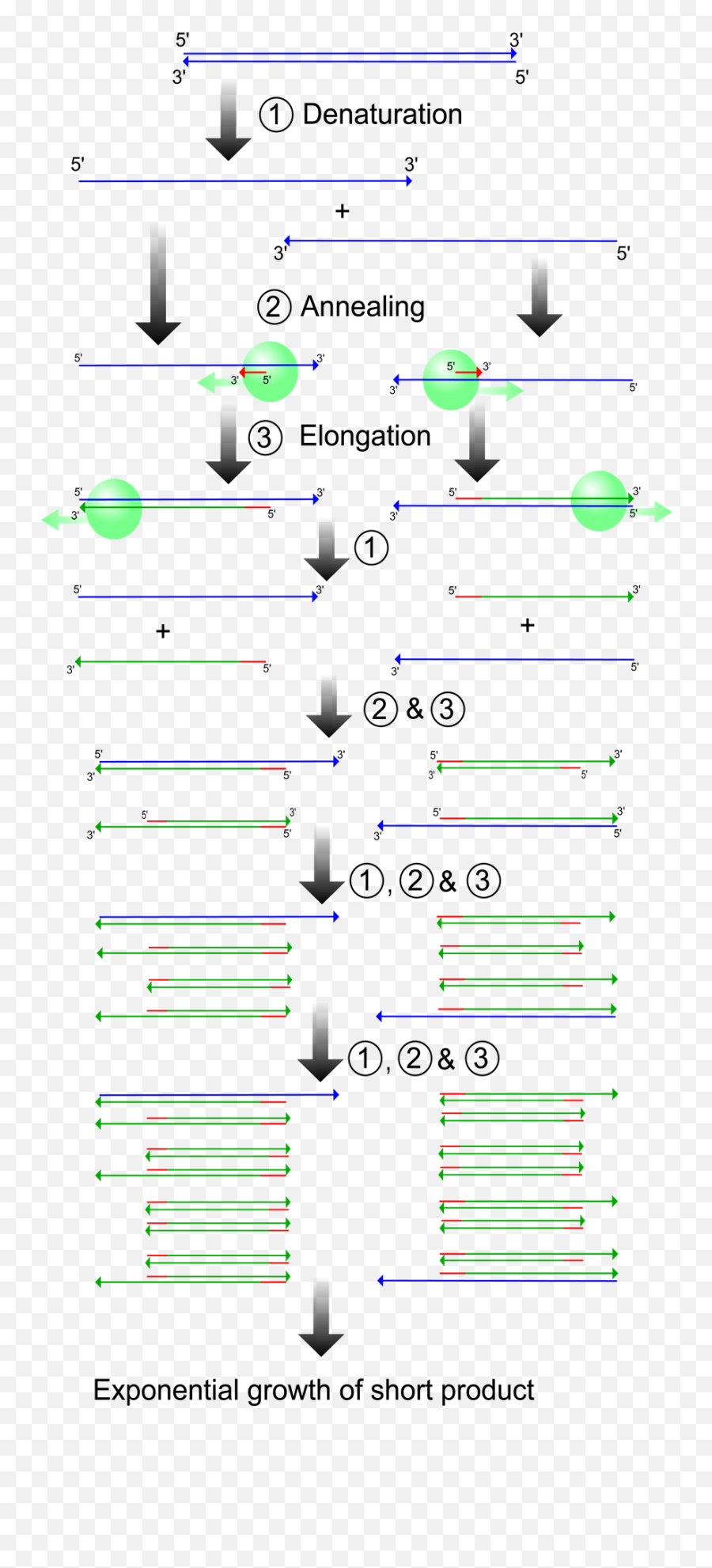 Open Genetics - Cubocube Steps Of Amplification Emoji,Mitosis In Emojis